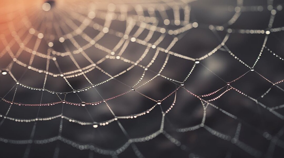 Spider Webs and the New Year