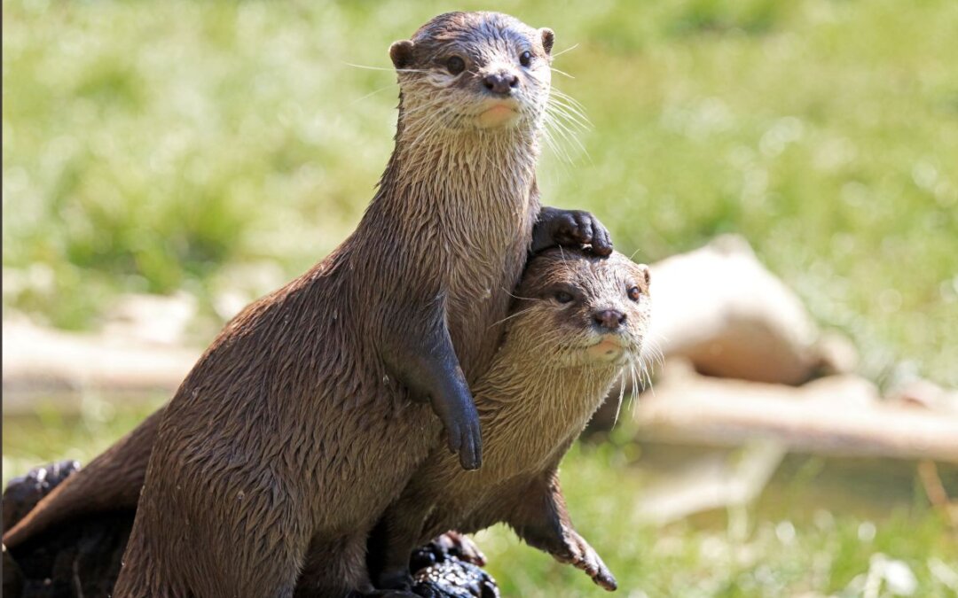 An Otter Surprise